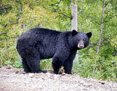 black bear