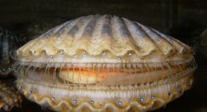 Photo of a scallop